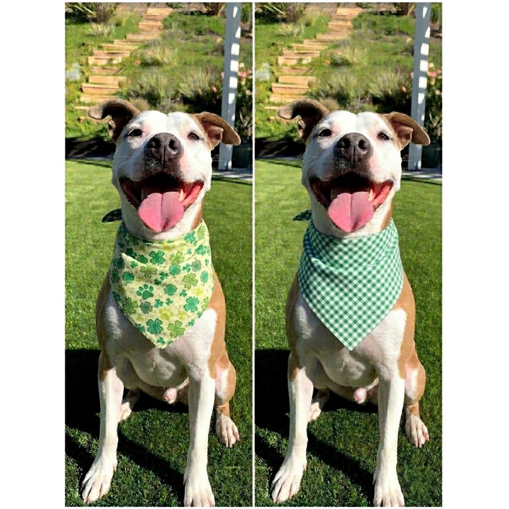 Handmade Reversible St Patricks Day Dog Bandana Shamrock Gingham Green Medium